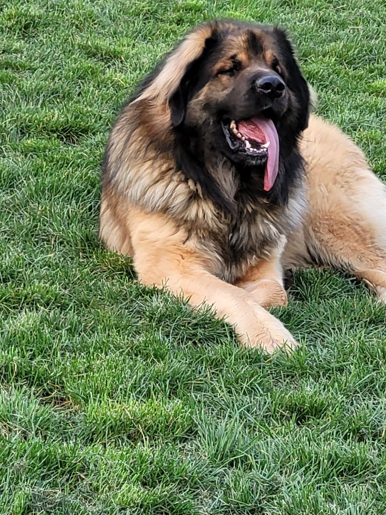 Mon chien patxi-pitou du Bonnie Blue Flag