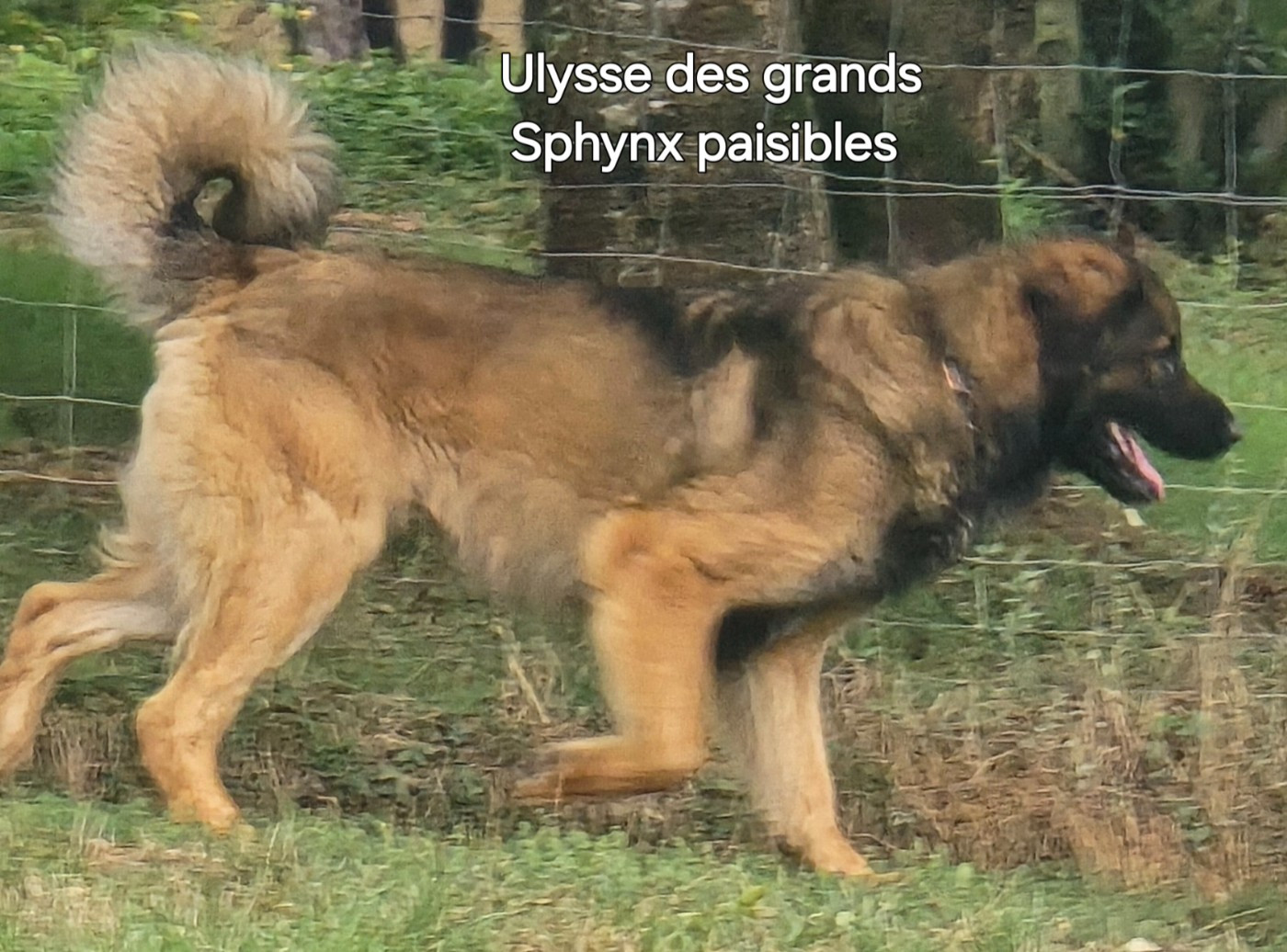 ULYSSE DES  Grands sphynx paisibles