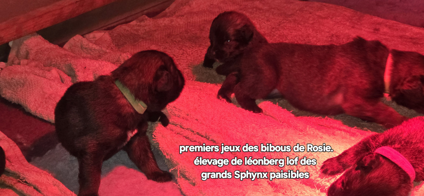 Chiot Leonberger Grands sphynx paisibles