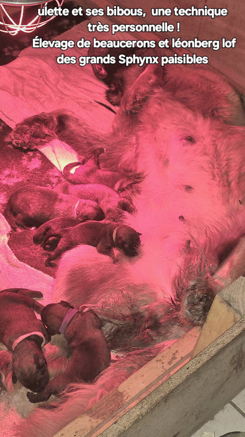 Chiot Leonberger Grands sphynx paisibles