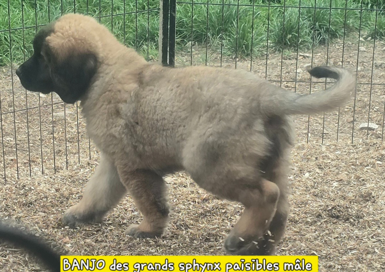Grands sphynx paisibles - Chiots disponibles - Leonberger