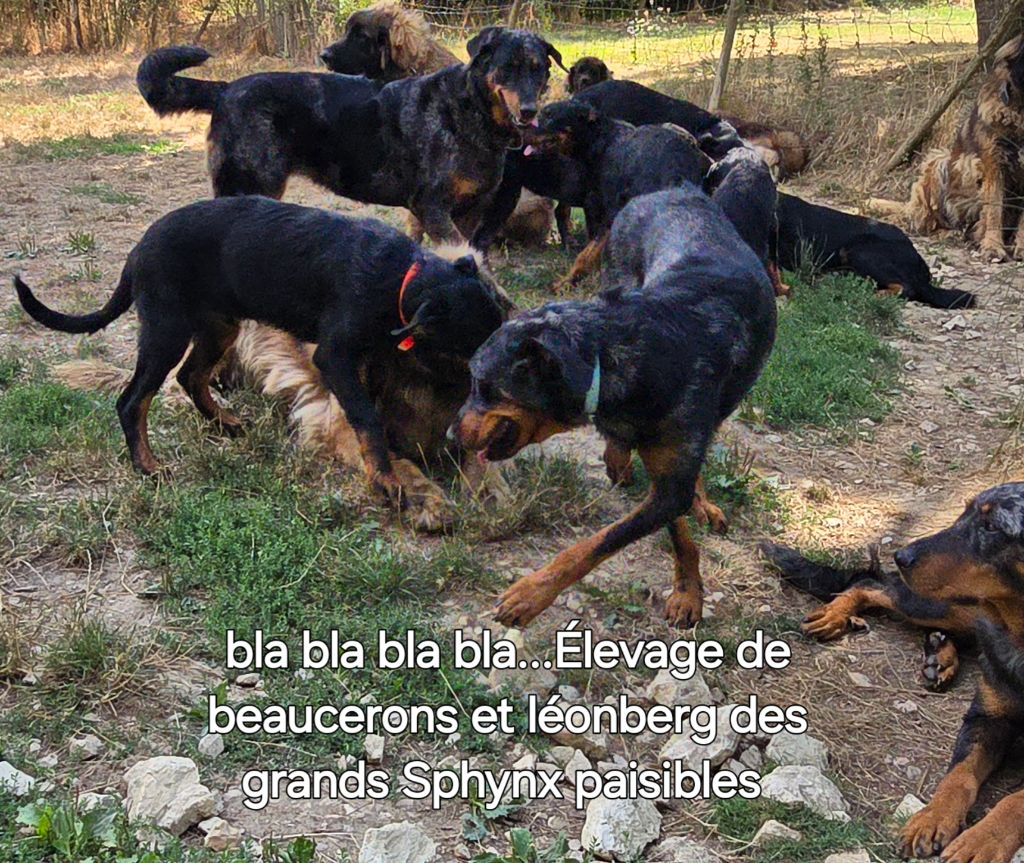 Grands sphynx paisibles - Berger de Beauce - Portée née le 23/04/2025