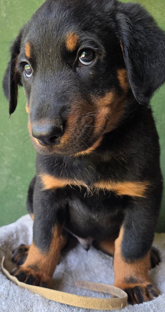 Grands sphynx paisibles - Chiots disponibles - Berger de Beauce
