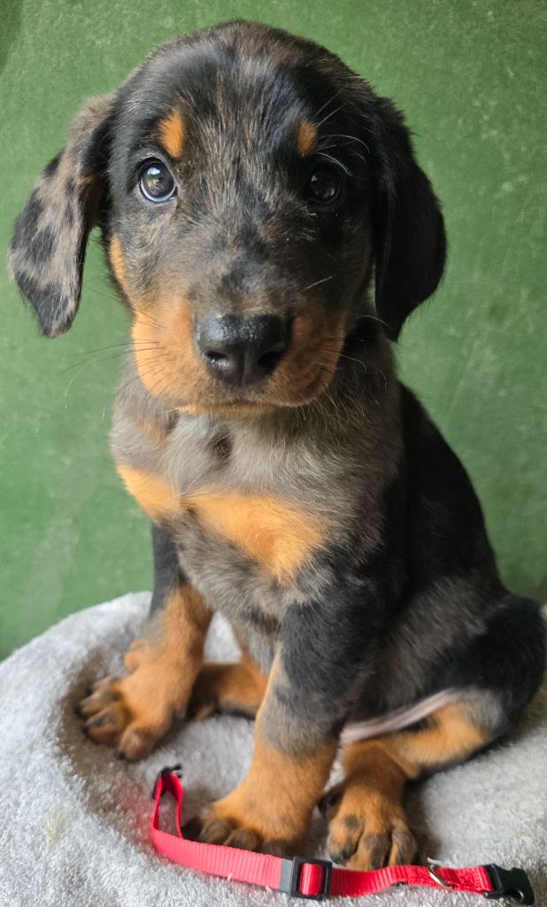 Grands sphynx paisibles - Chiots disponibles - Berger de Beauce