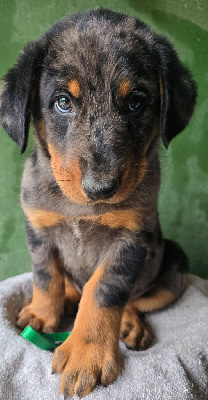 CHIOT 2