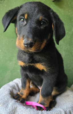 CHIOT 10