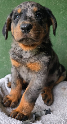 CHIOT 11