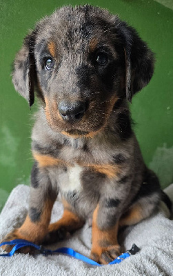CHIOT 1