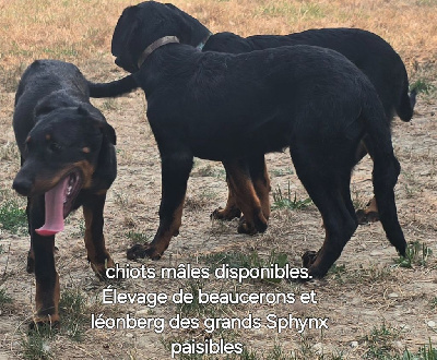 ALIX DES GRANDS SPHYNX PAISIBLES