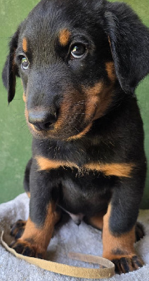 CHIOT 6