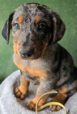 CHIOT 7