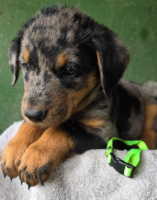 CHIOT 8