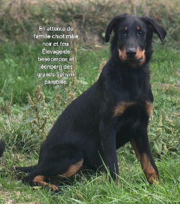 ALIEN DES GRANDS SPHYNX PAISIBLES