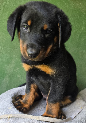 CHIOT 3