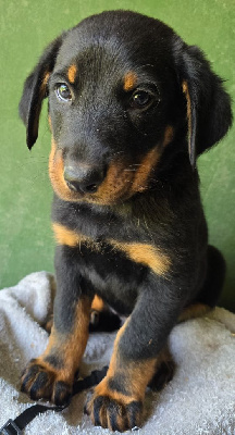 CHIOT 5