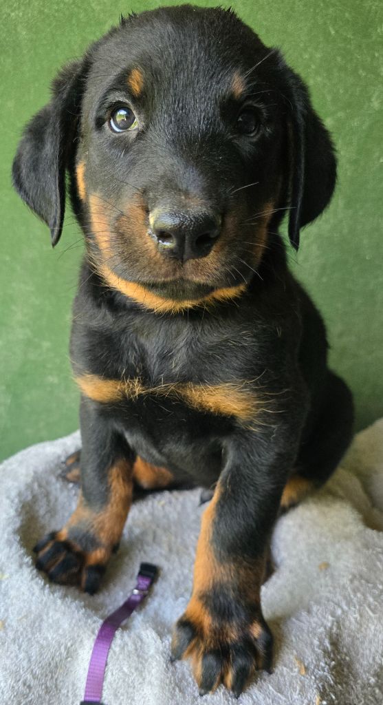 Grands sphynx paisibles - Chiots disponibles - Berger de Beauce