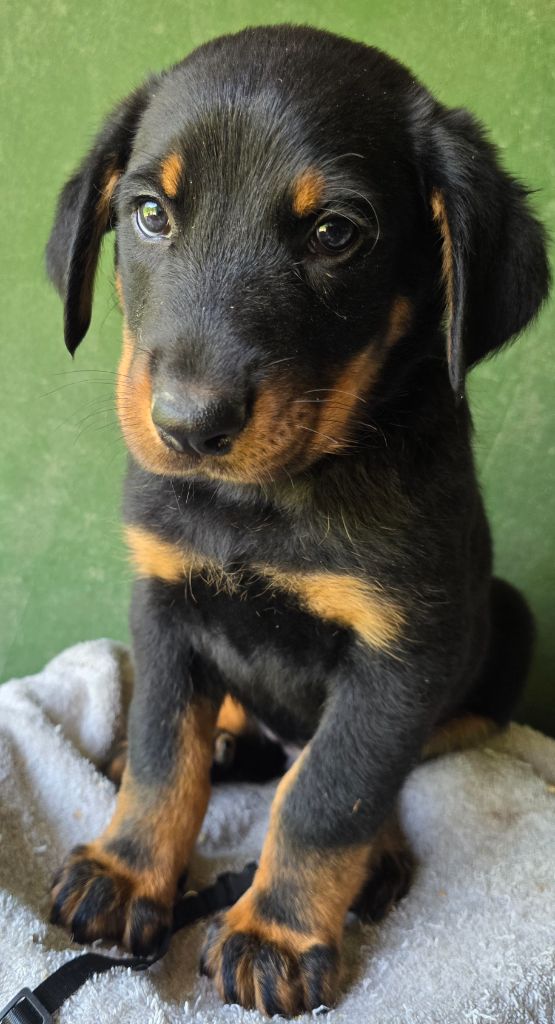 Grands sphynx paisibles - Chiots disponibles - Berger de Beauce